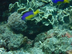 Pomacentrus auriventris