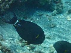 Acanthurus leucocheilus