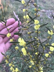 Acacia lanigera