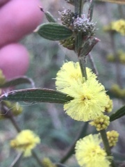 Acacia lanigera