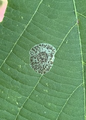 Phyllonorycter tiliacella