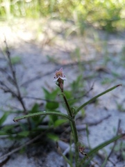 Nemesia bicornis