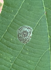 Phyllonorycter tiliacella