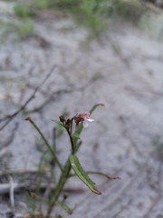 Nemesia bicornis