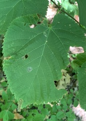 Phyllonorycter tiliacella