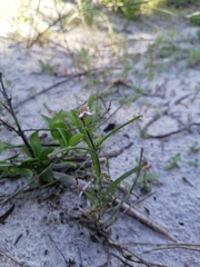 Nemesia bicornis