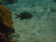 Chromis weberi