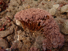 Clavularia