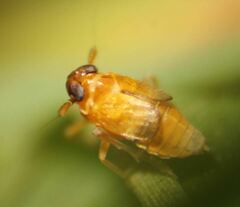 Flavoclypeus andromedus