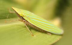 Draeculacephala producta