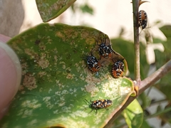 Stenozygum coloratum