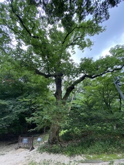 Castanea crenata