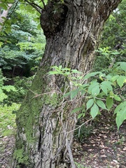 Castanea crenata