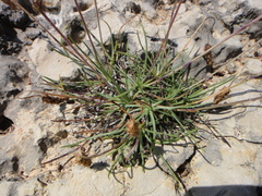 Plantago holosteum