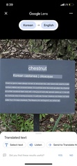 Castanea crenata