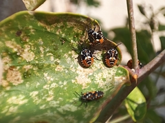 Stenozygum coloratum