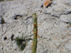 Plantago holosteum