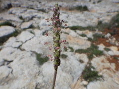 Plantago holosteum