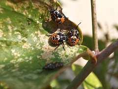 Stenozygum coloratum