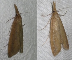Schoenobius gigantella