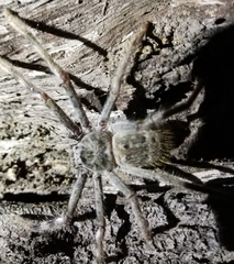 Holconia nigrigularis