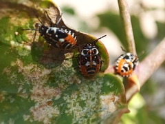 Stenozygum coloratum
