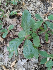 Quercus