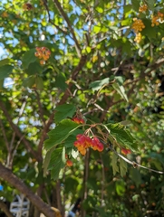 Viburnum opulus