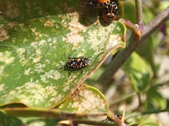 Stenozygum coloratum