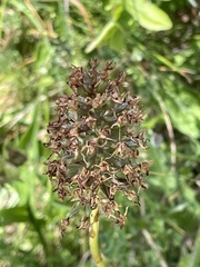 Anacamptis pyramidalis