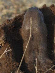 Ctenomys mendocinus