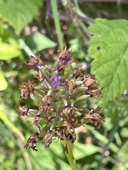 Anacamptis pyramidalis