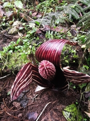 Gorgonidium striatum