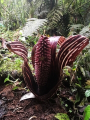 Gorgonidium striatum