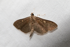 Herpetogramma sphingealis