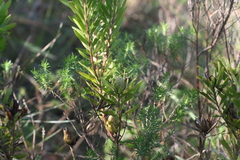Leucadendron pondoense