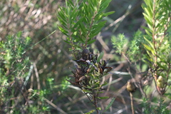 Leucadendron pondoense