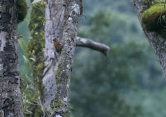 Chrysocolaptes lucidus