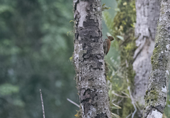 Chrysocolaptes lucidus