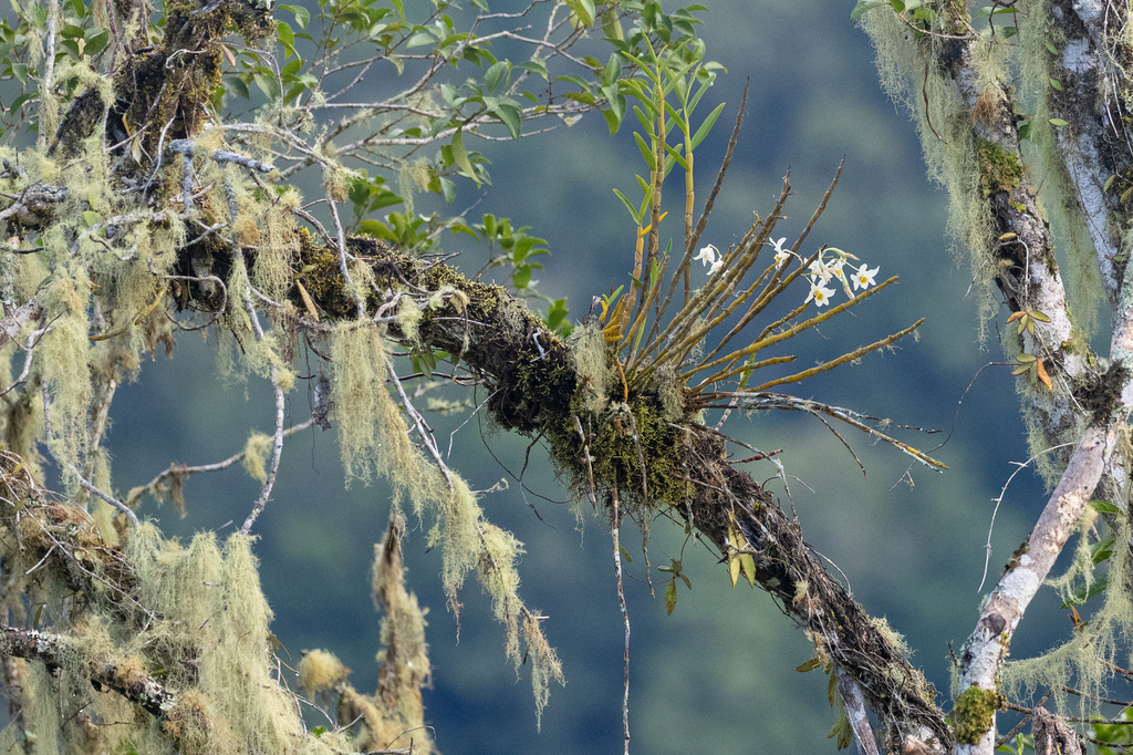 Dendrobium velutinelabrum