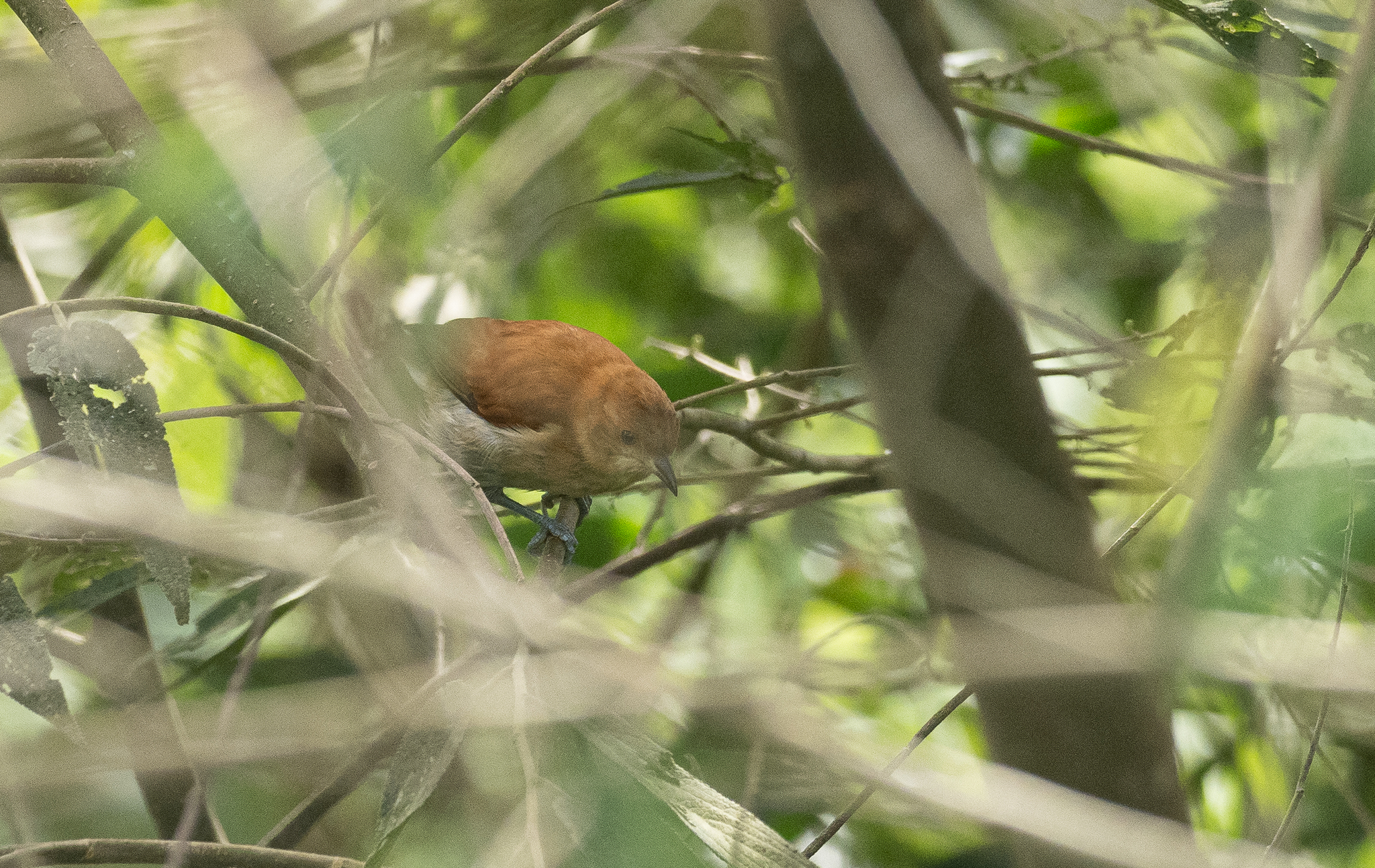 Cinnamon Ibon (Hypocryptadius cinnamomeus), photo 5