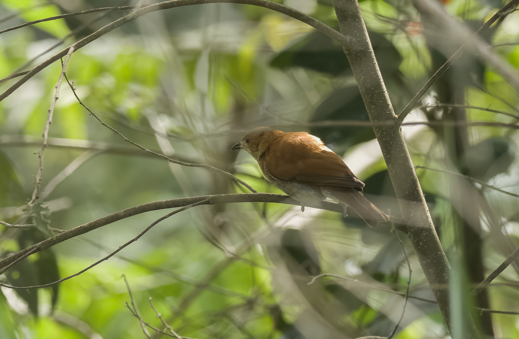 Cinnamon Ibon (Hypocryptadius cinnamomeus), photo 6