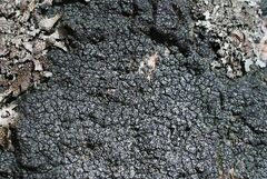 Circinaria caesiocinerea
