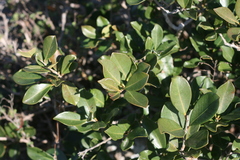 Manilkara nicholsonii