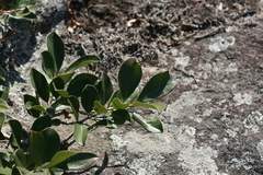 Manilkara nicholsonii