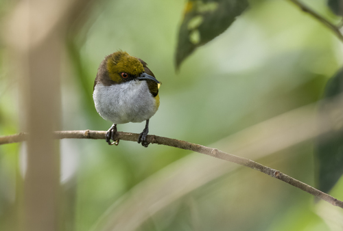 Olive-capped Flowerpecker (Dicaeum nigrilore), photo 4
