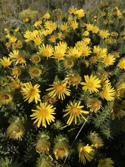 Cullumia carlinoides