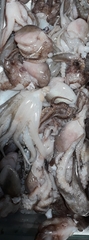 Amphioctopus membranaceus