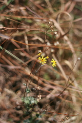 Cineraria albicans