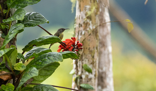 Tboli Sunbird (Aethopyga tibolii), photo 5